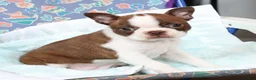 Boston Terrier dogs for sale: Missy - Ad 8