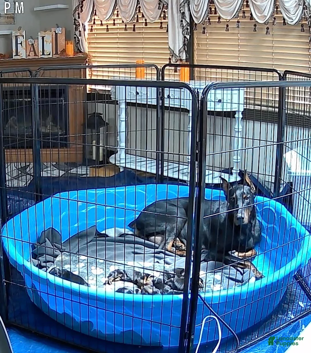 Doberman Pinscher dogs for sale: Tank - Ad 2