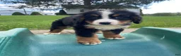 Bernese Mountain Dog dogs for sale: Milo - Ad 4