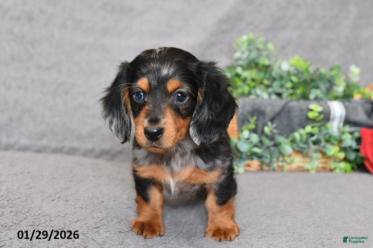 Miniature Dachshund dogs Jesse - Ad 2