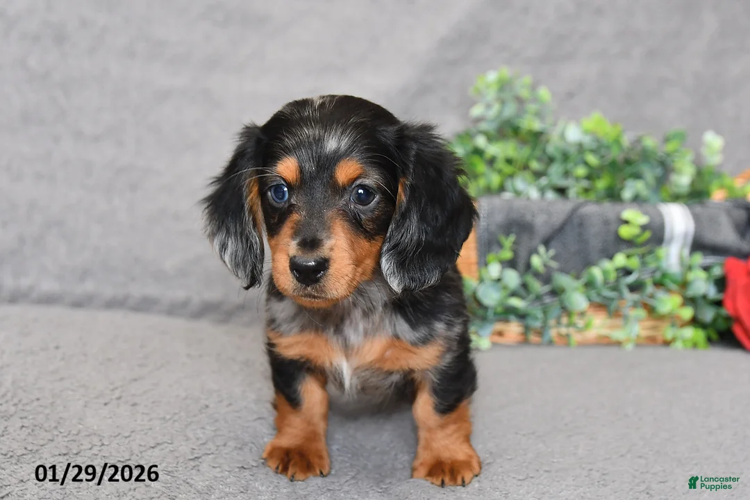 Miniature Dachshund dogs for sale: Jesse - Ad 2