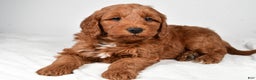 Mini Goldendoodle dogs for sale: Nicholas - Ad 3