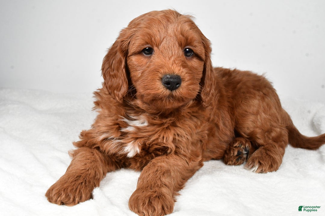 Mini Goldendoodle dogs for sale: Nicholas - Ad 3
