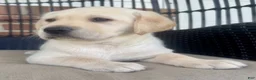 Labrador Retriever dogs for sale: Dusty - Ad 4