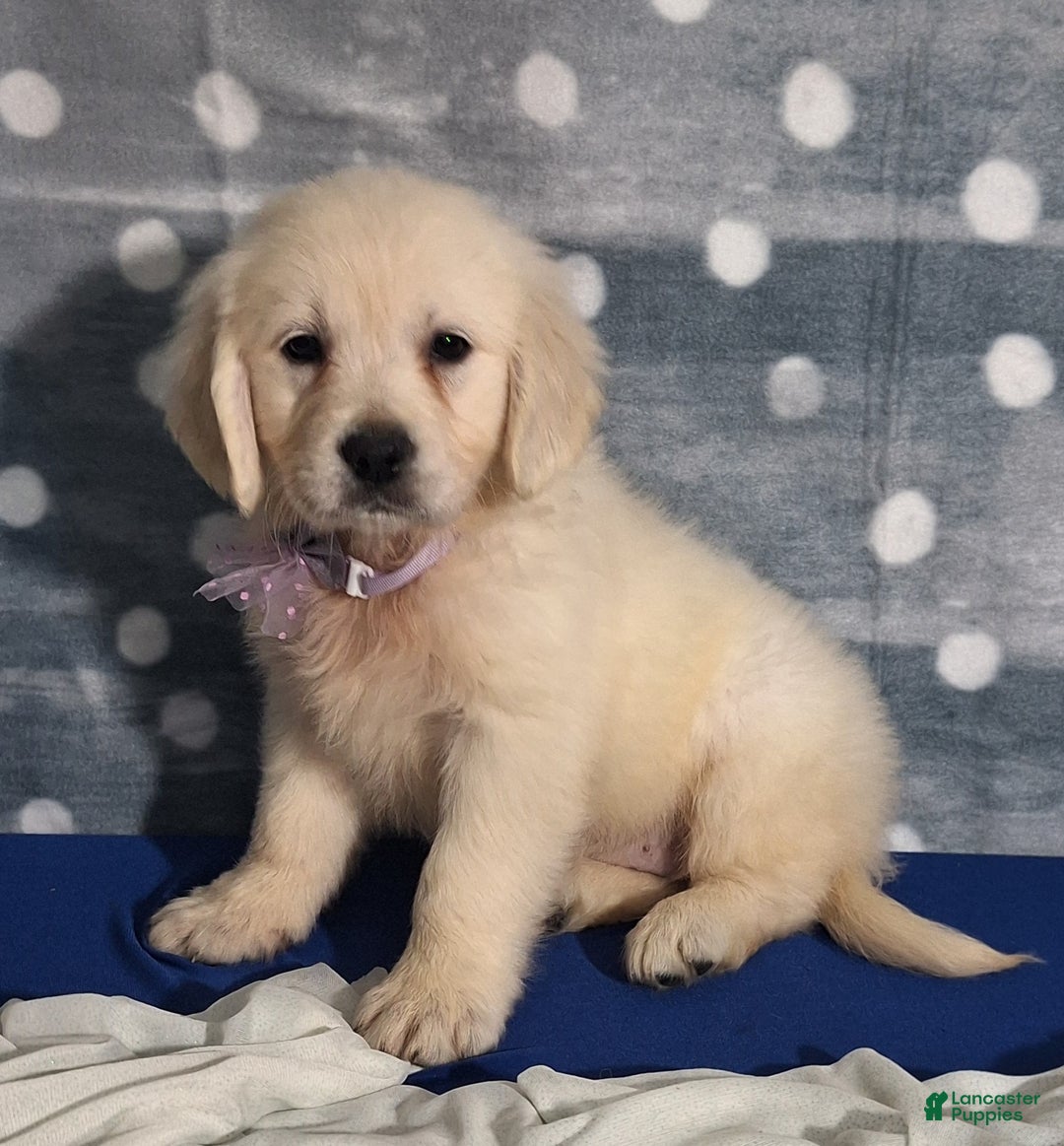 Golden Retriever dogs for sale: Josie - Ad 3