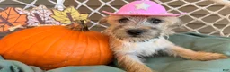 Cairn Terrier dogs for sale: Jessica  - Ad 2