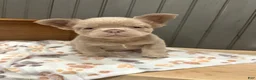 French Bulldog dogs for sale: Chewie - Ad 6