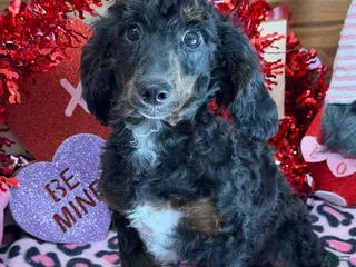 Miniature Poodle dogs Miniature Poodle Jenny - Ad 15