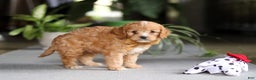 Cavapoo dogs for sale: Jasper - Ad 2