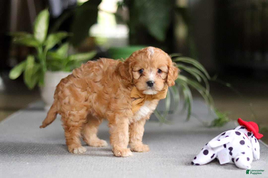 Cavapoo dogs for sale: Jasper - Ad 2