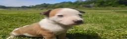 Mixed Breed dogs for sale: Mixed Breed Puppy 4 - Ad 4