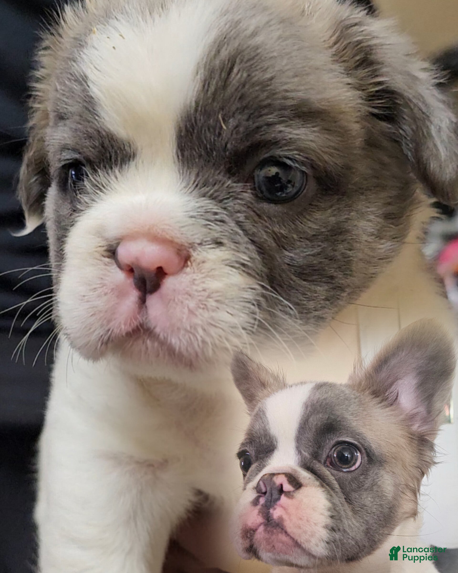 French Bulldog dogs French Bulldog Puppy  - Ad 42