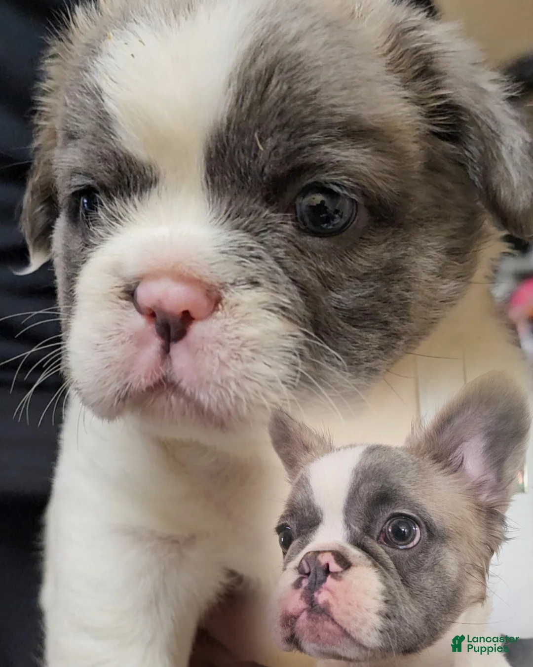 French Bulldog dogs for sale: French Bulldog Puppy  - Ad 1