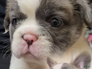 French Bulldog dogs French Bulldog Puppy - Ad 42