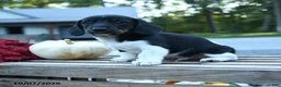 Miniature Dachshund dogs for sale: Louie - Ad 4
