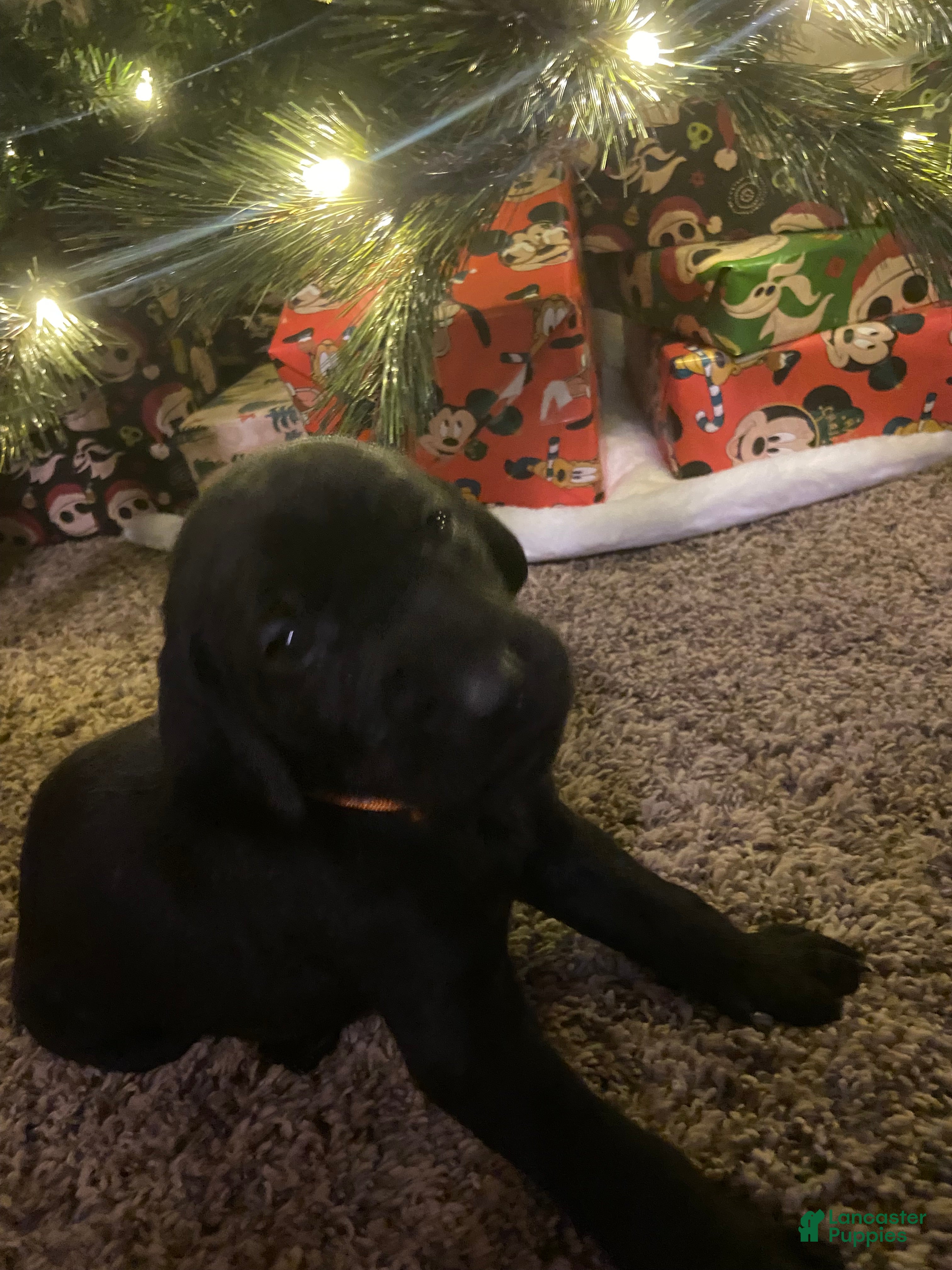 Mixed Breed dogs Mixed Breed Puppy 1 - Ad 34