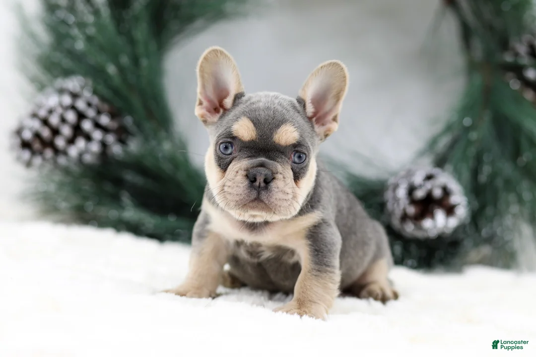 French Bulldog dogs for sale: Kasper - Ad 6