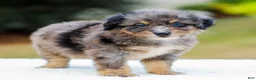 Mini Aussiedoodle dogs for sale: Frost - Ad 5