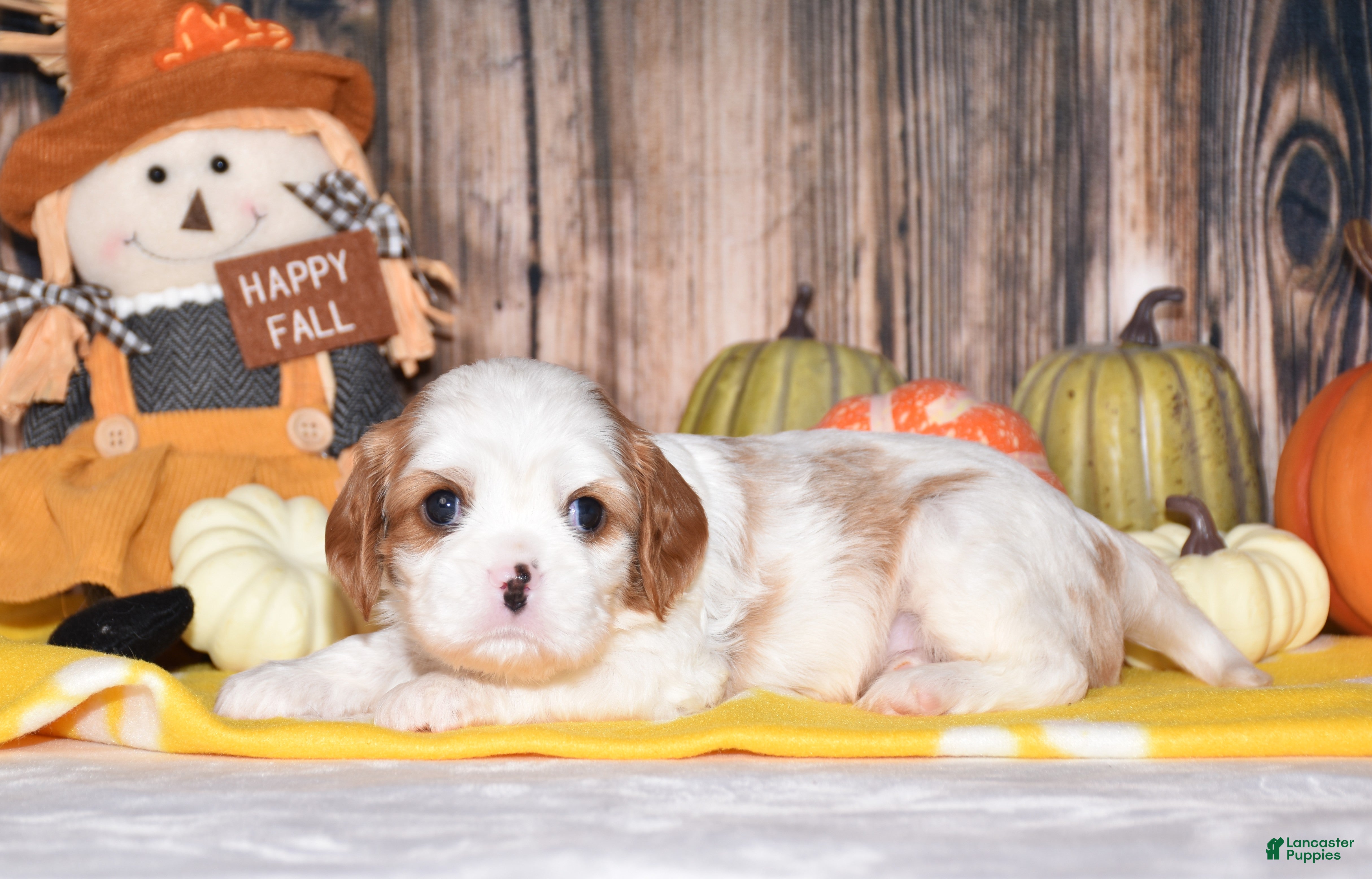 Cavalier King Charles Spaniel dogs Colby - Ad 1