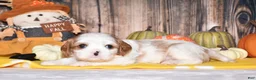 Cavalier King Charles Spaniel dogs for sale: Colby - Ad 1