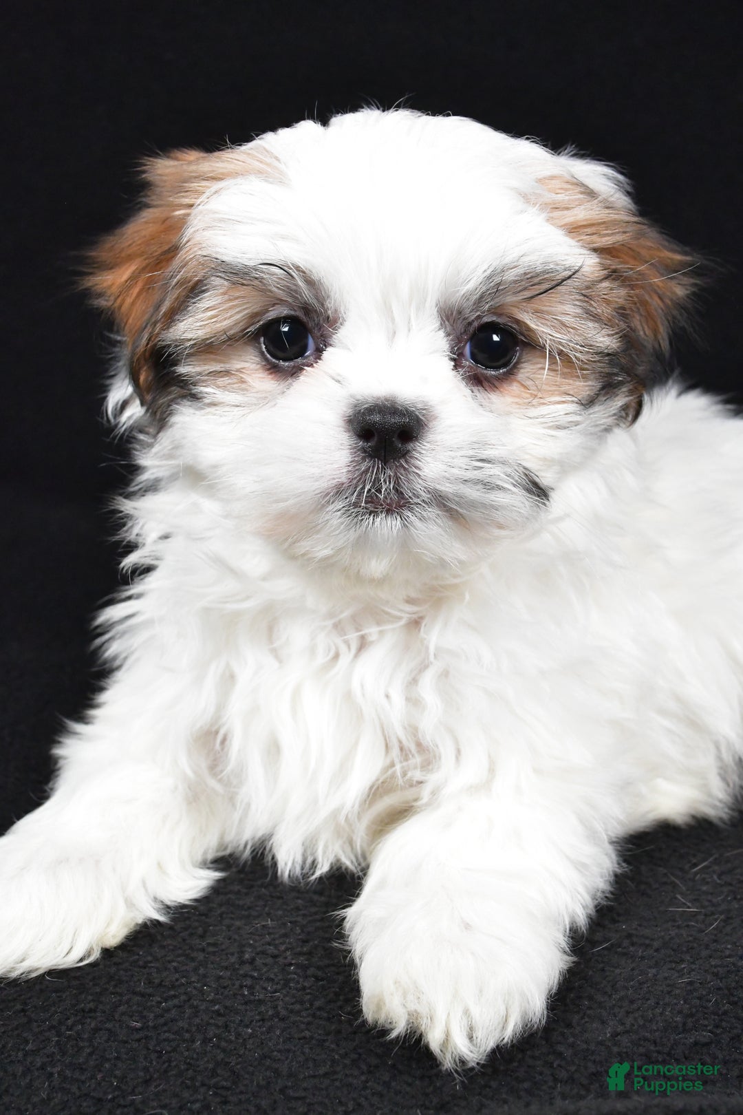 Malshi dogs for sale: Kathy - Ad 5