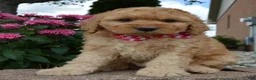 Mini Goldendoodle dogs for sale: Mini Gigi - Ad 13