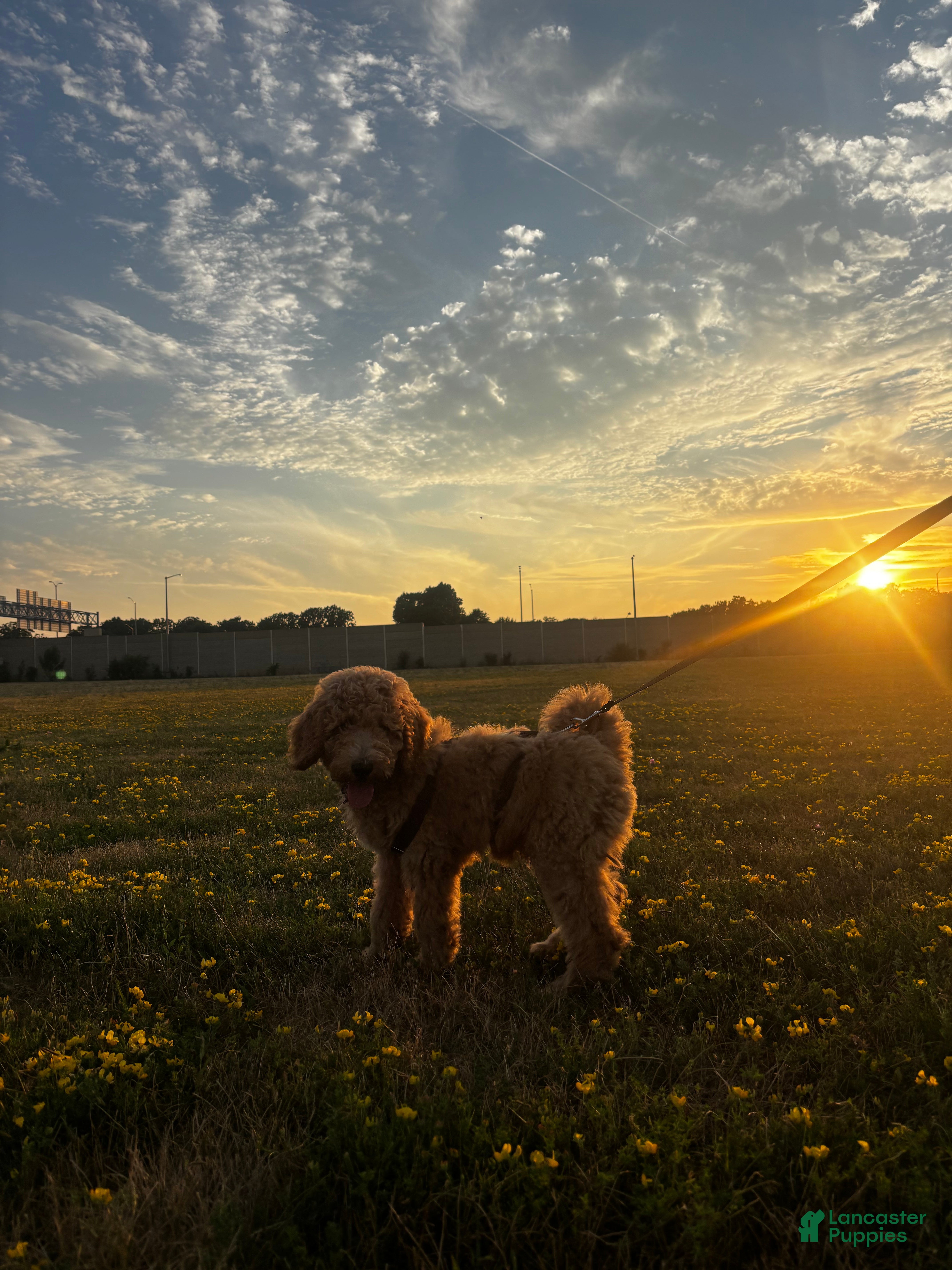 Goldendoodle dogs Bambi - Ad 2