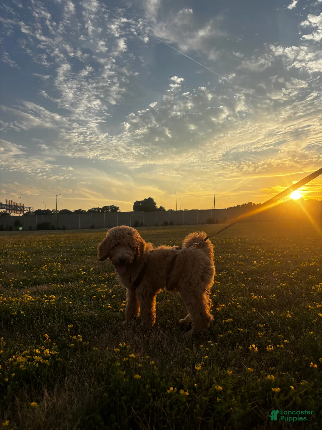 Goldendoodle dogs for sale: Bambi - Ad 2