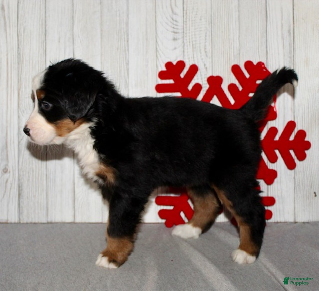 Bernese Mountain Dog dogs for sale: Lucy - Ad 6