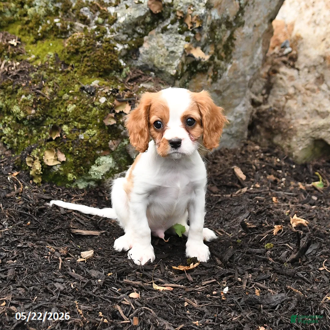 Cavalier King Charles Spaniel dogs for sale: Dasher - Ad 2