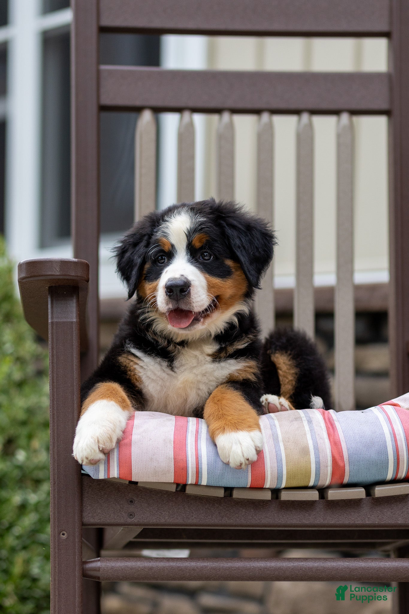 Bernese Mountain Dog dogs Rosie - Ad 1