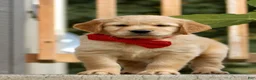Golden Retriever dogs for sale: Dark Red Golden Retriever Puppy 2 - Ad 3