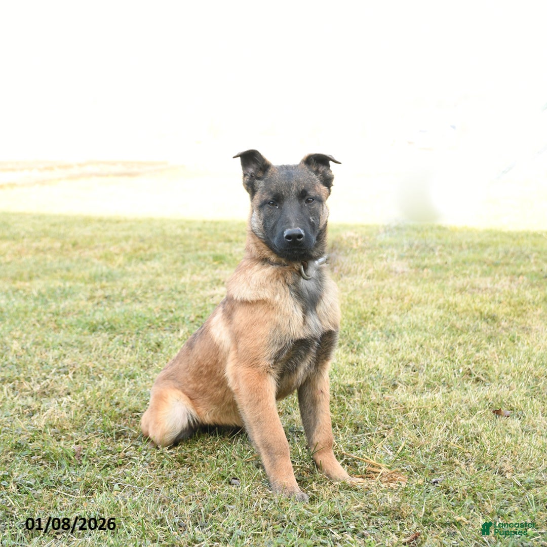 Belgian Malinois dogs for sale: Pearl  - Ad 3