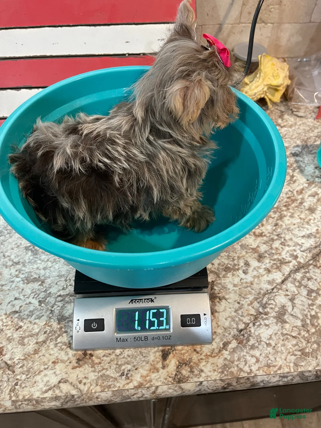 Yorkshire Terrier dogs for sale: Tiny Chocolate Merle Girl - Ad 14