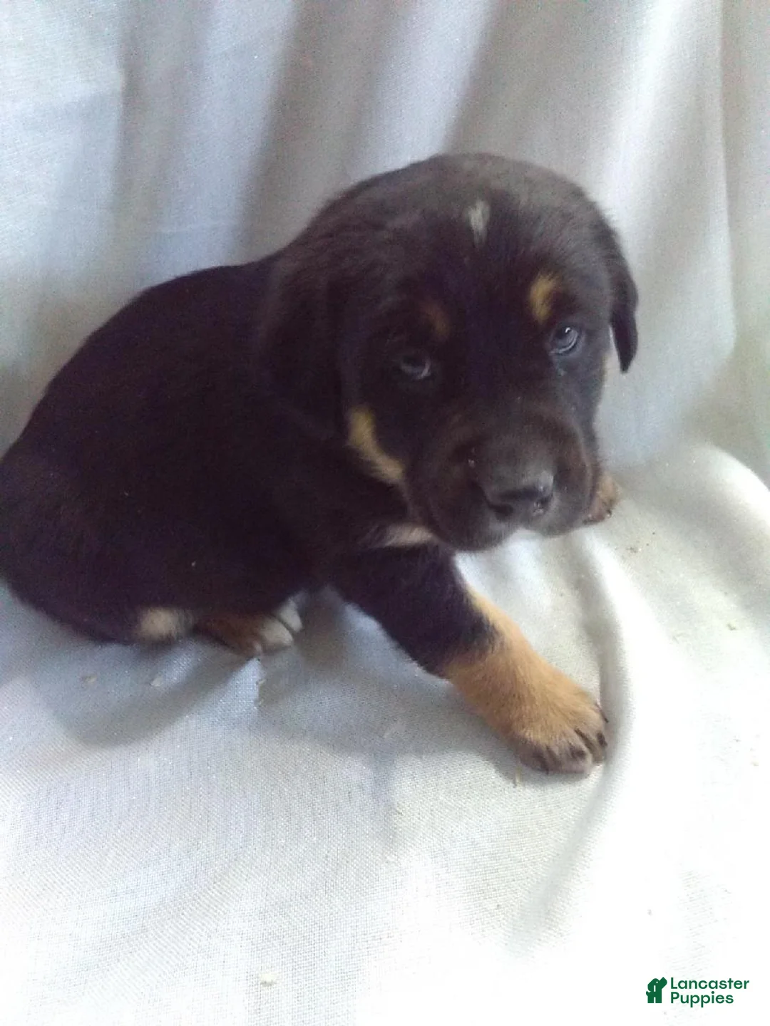 Mixed Breed dogs for sale: Mixed Breed Puppy 4 - Ad 1