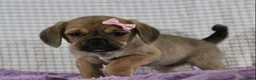 Puggle dogs for sale: Willow - Ad 4