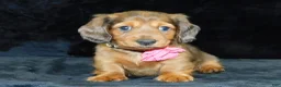 Miniature Dachshund dogs for sale: AKC Jewel - Ad 6