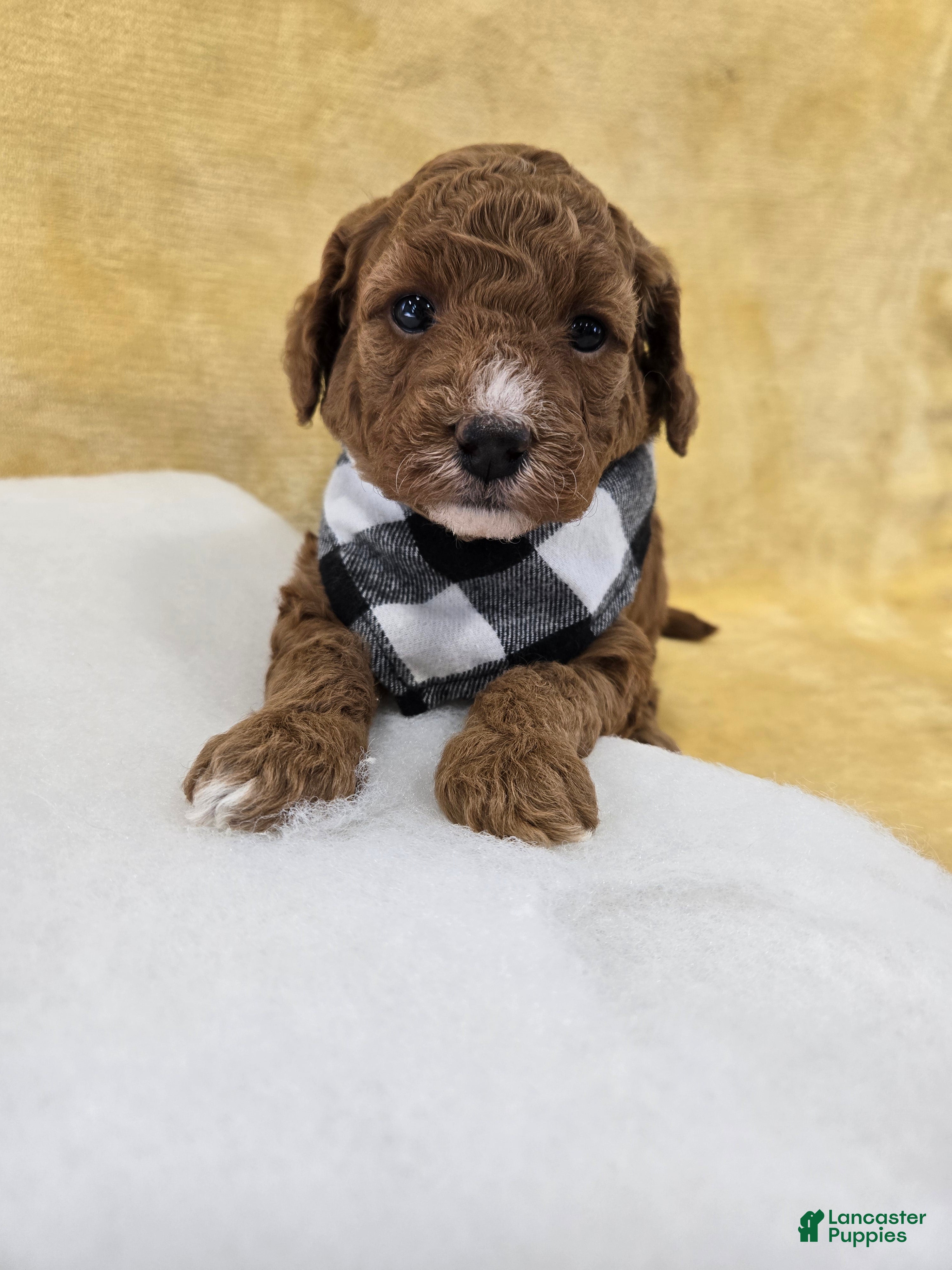 Mini Goldendoodle dogs Skylark  - Ad 1