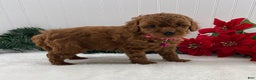 Cavapoo dogs for sale: Scarlet - Ad 3