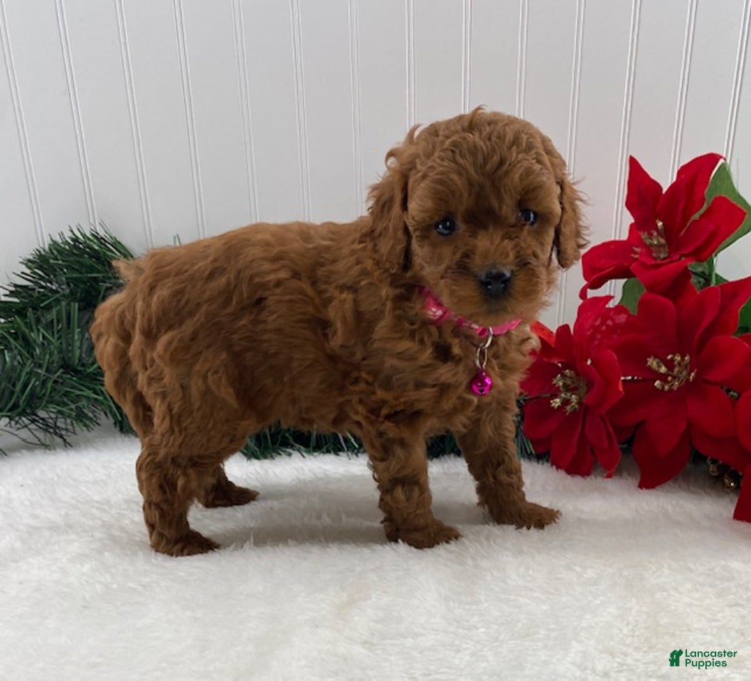 Cavapoo dogs for sale: Scarlet - Ad 3
