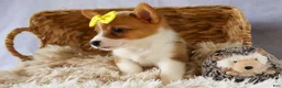 Welsh Corgi Pembroke dogs for sale:  Yvonne 🎀 - Ad 15