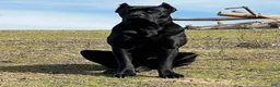 Cane Corso dogs for sale: Cane Corso Puppy 1 - Ad 5