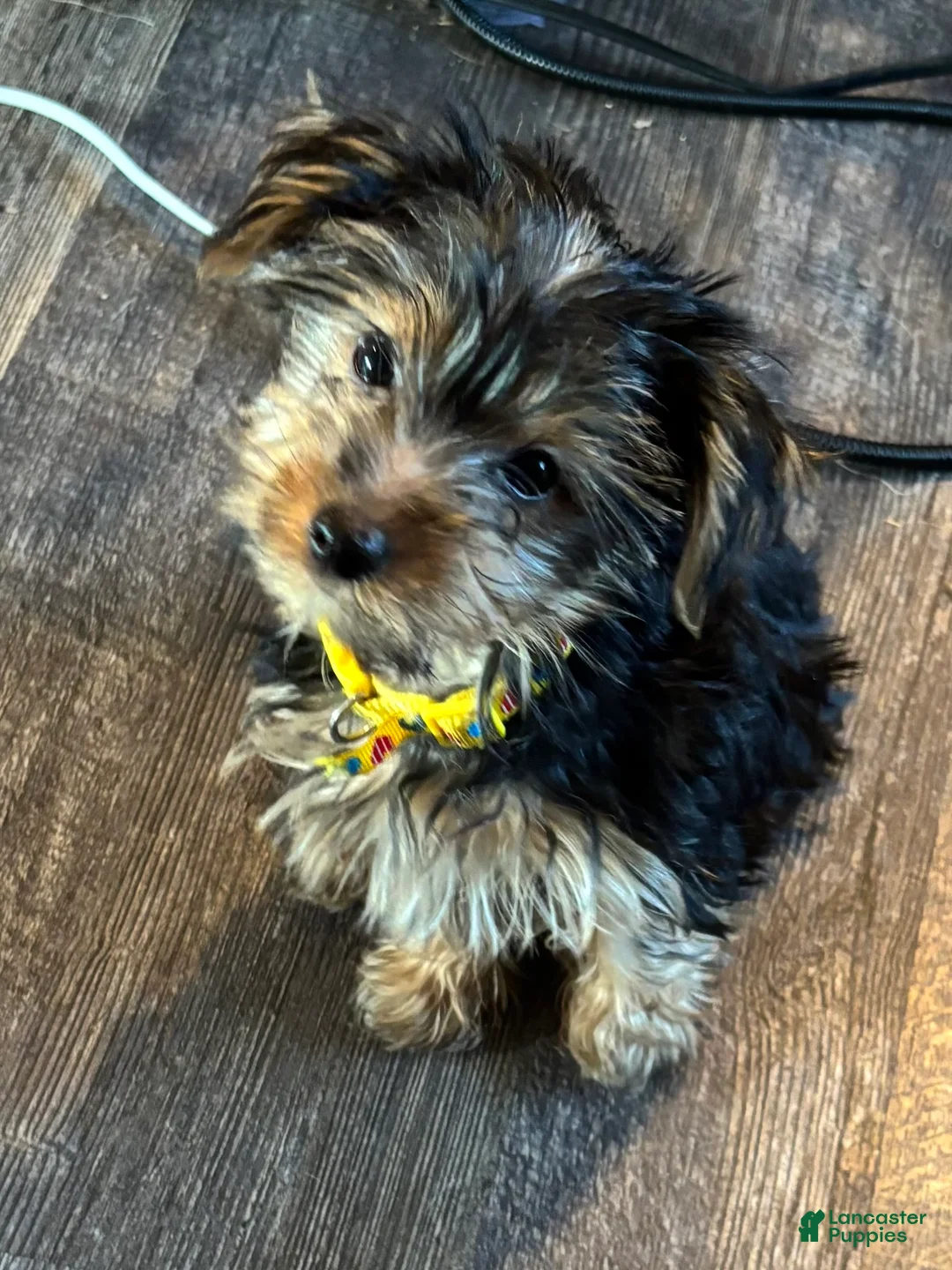 Yorkshire Terrier dogs for sale: Yorkshire Terrier blue - Ad 6