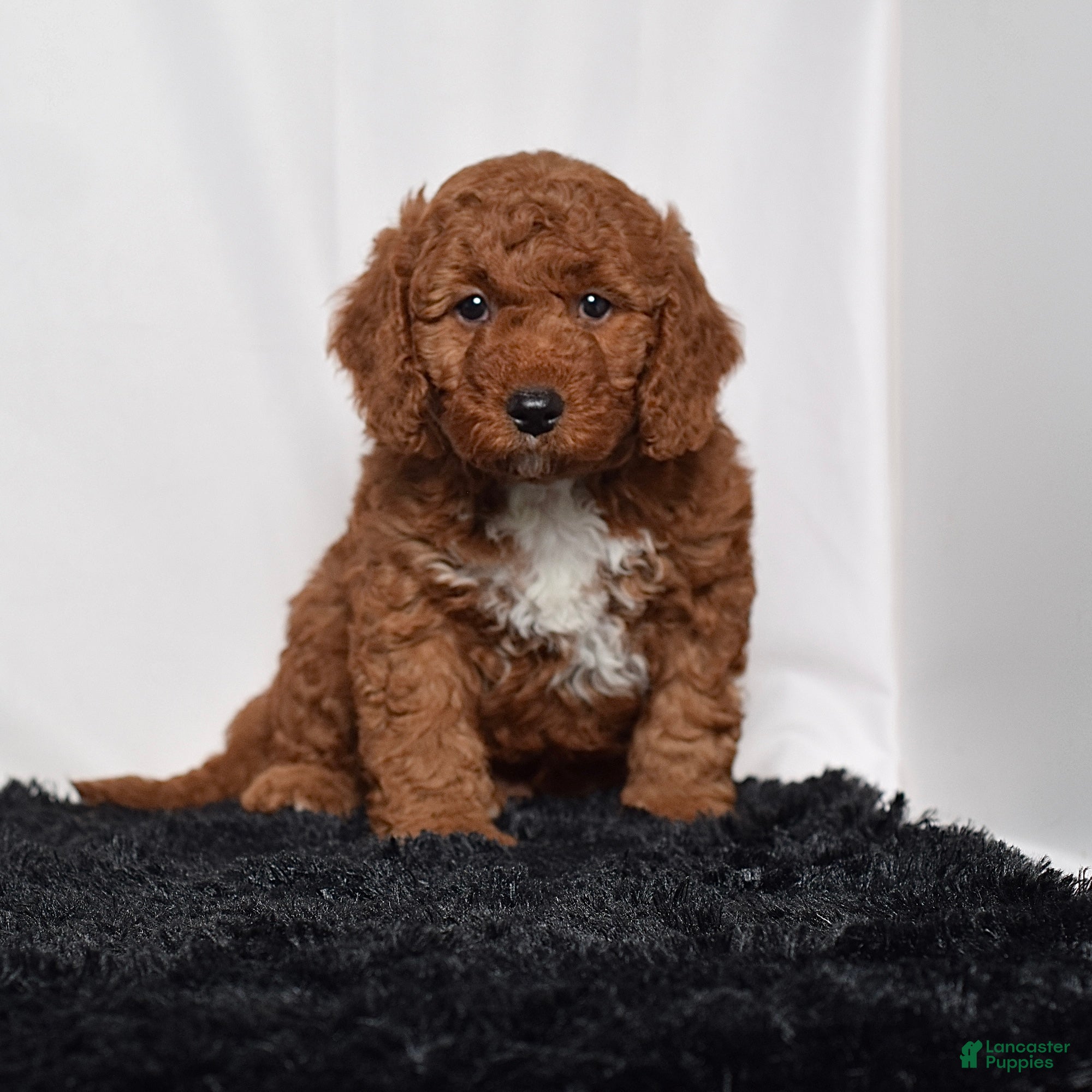 Mini Goldendoodle dogs for sale:  Moose - Ad 5