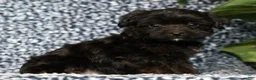 Yorkiepoo dogs for sale: Ronnie - Ad 3