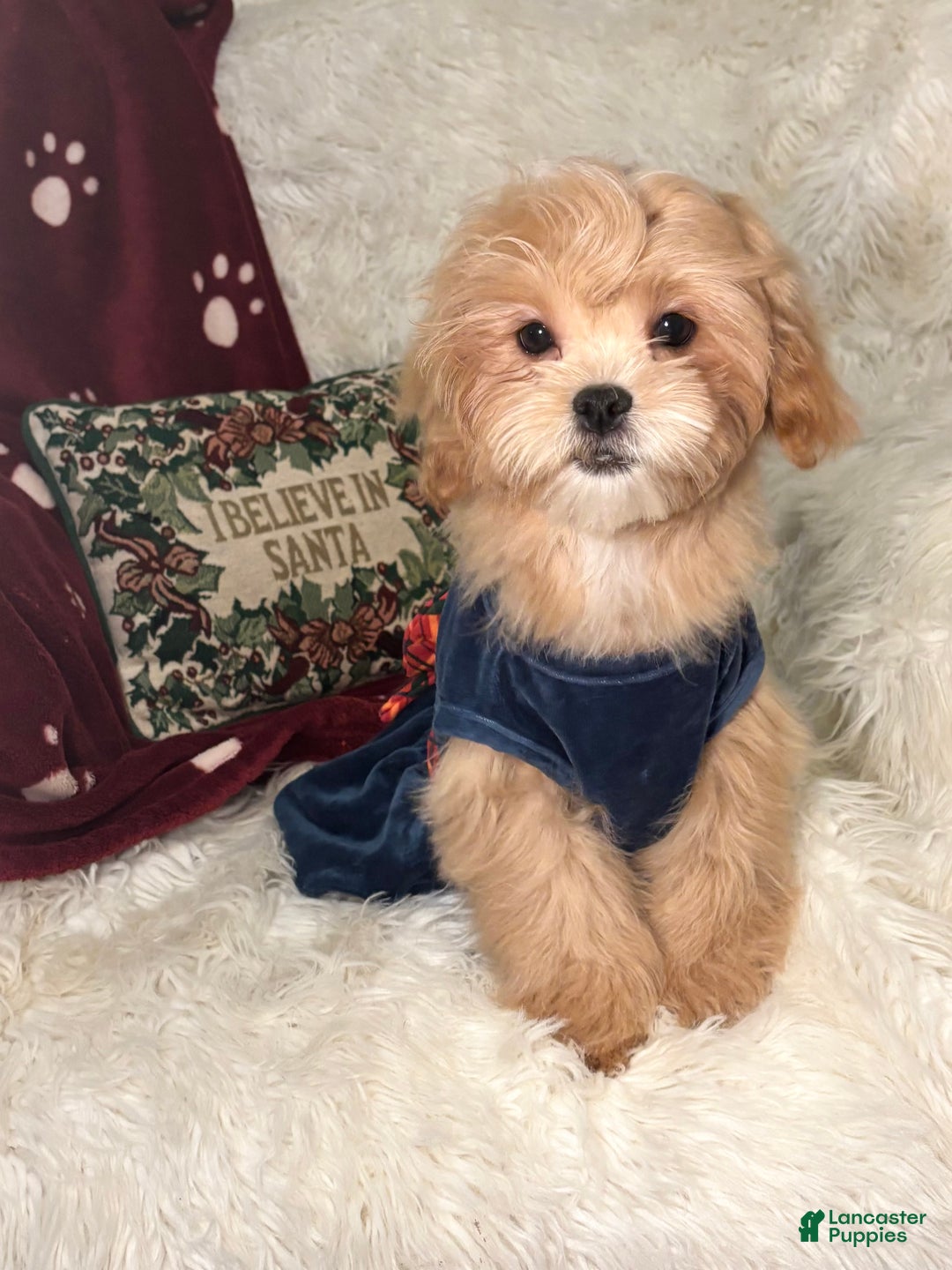 Mixed Breed dogs for sale: Willow - Ad 1