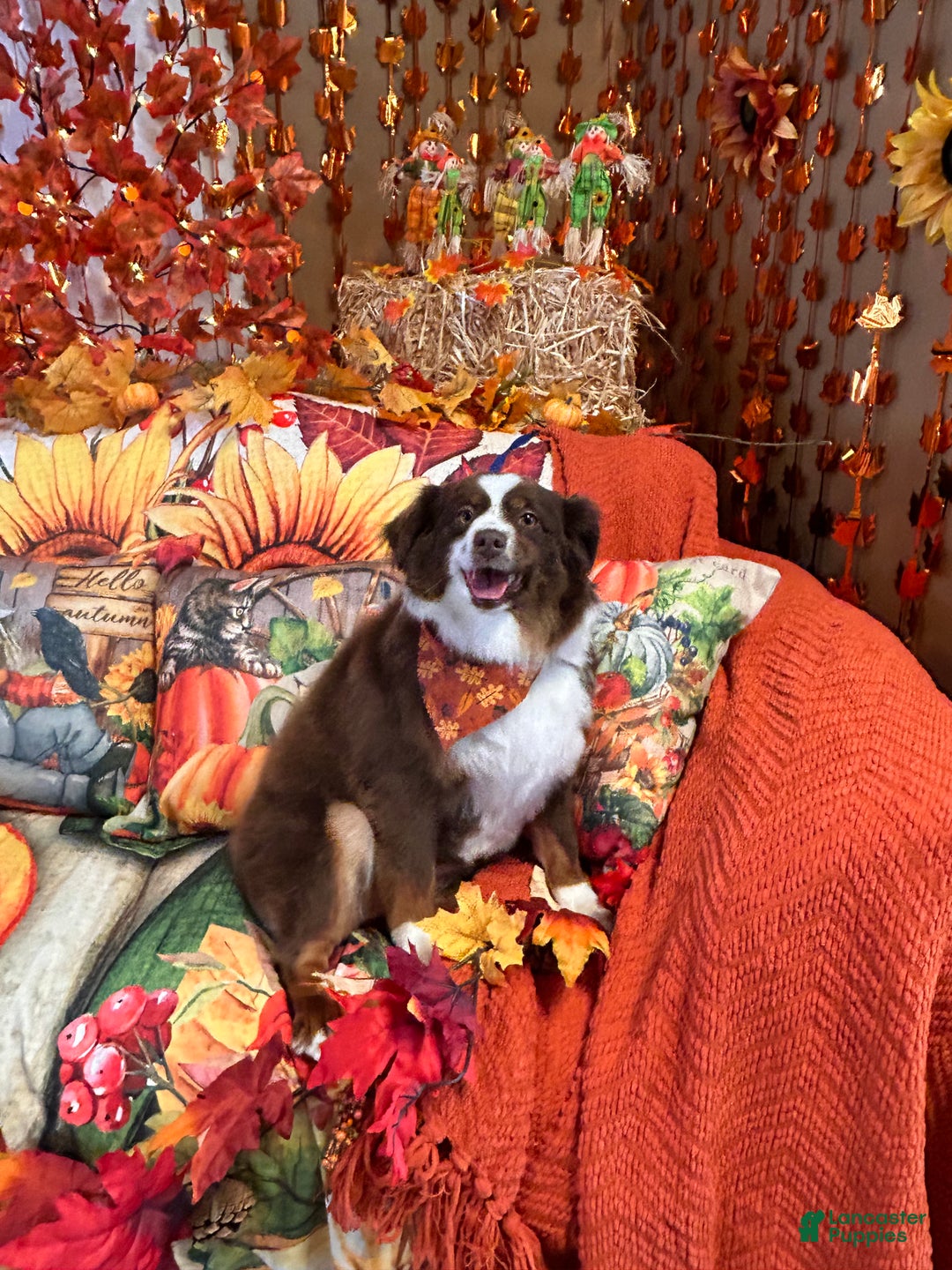 Miniature Australian Shepherd dogs for sale: Miniature Australian Shepherd Puppy  - Ad 2