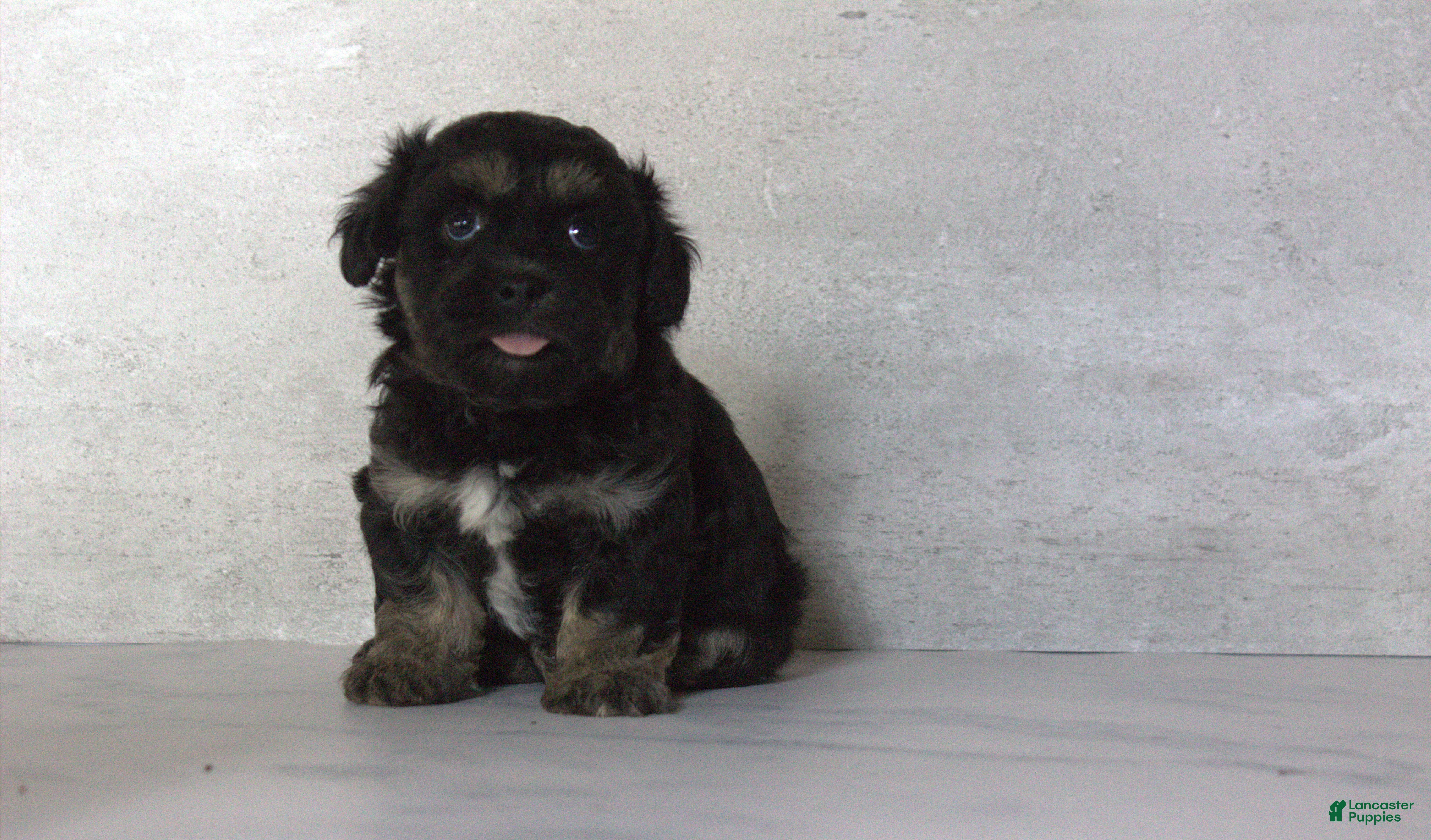 Teddy Bear dogs Rox - Ad 1
