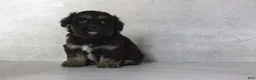 Teddy Bear dogs for sale: Rox - Ad 1
