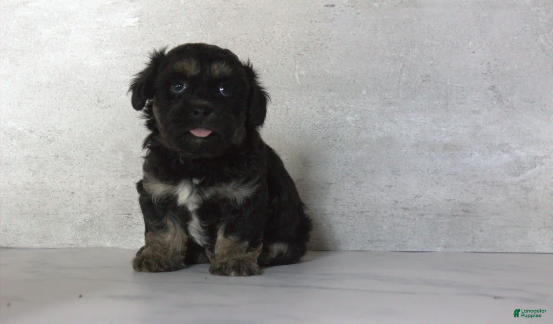 Teddy Bear dogs for sale: Rox - Ad 1